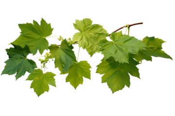 Wild grape vine leaves with green colors isolated on transparent background - PNG with high resolution