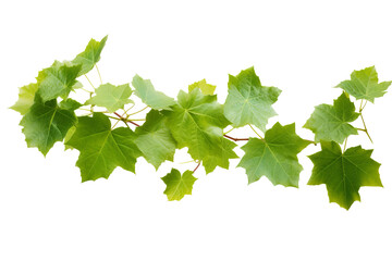 Wild grape vine leaves with green colors isolated on transparent background - PNG with high...