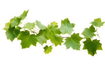 Wild grape vine leaves with green colors isolated on transparent background - PNG with high resolution