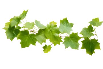 Fotobehang Wild grape vine leaves with green colors isolated on transparent background - PNG with high resolution © Ameer