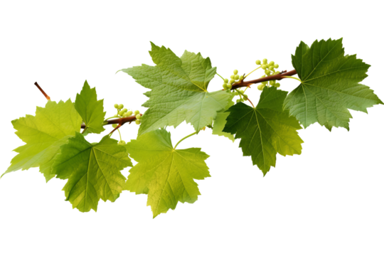 Wild grape vine leaves with green colors isolated on transparent background - PNG with high resolution