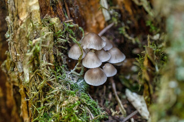 知床の森に生えるキノコ