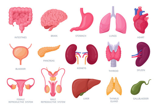 Internal organs. Cartoon human organs, brain, stomach, kidneys, intestine and reproductive system flat vector illustration set. Human internal anatomy