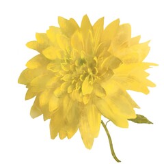 A tender yellow chrysanthemum flower on a white background with a green leaf. Digital watercolor painting. Art decor. Illustration. 