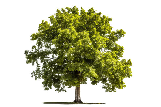 European ash tree isolated on transparent background - high quality PNG of deciduous tree with green leaves and gray bark