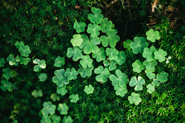 Green natural background, clover leaves macro photo