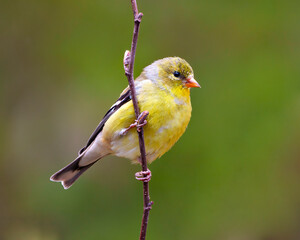 American Goldfinch Photo and Image. Female perched on a spring bud branch with a green background in its environment and habitat.