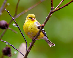 American Goldfinch Photo and Image. Goldfinch female perched on a branch with spring bud and a green background in its environment and habitat