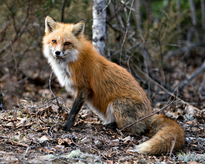 Red Fox Photo Stock. Fox Image. Sitting on brown leaves background in the spring season displaying fox tail, fur, in its environment and habitat with a blur forest background. Picture. Portrait. 