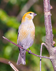 Pine Grosbeak Photo and Image. Female bird perched on a tree branch with a blur background in its environment and habitat surrounding. Grosbeak Picture.