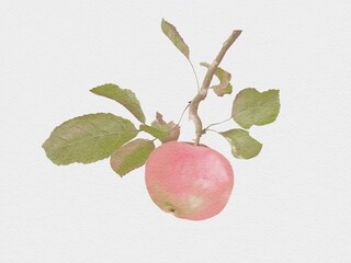 A branch with leaves and an apple on a white background. Digital watercolor painting. Art decor. Illustration. 