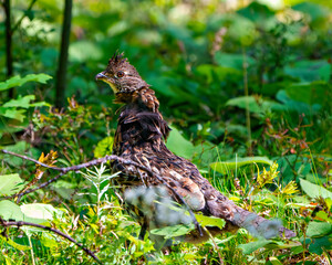 Partridge Photo and Image. Male ruffed grouse struts mating plumage in the forest with a blur forest background in its environment and habitat.