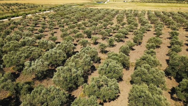 Olive tree plantation for production of table olive oil, Turkey. Aerial shot