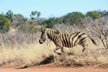 Obraz premium Zebra standing among the dry bushes during winter in the Kruger National Park South Africa.