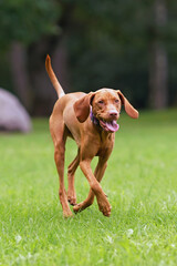Happy young Hungarian Vizsla dog with a purple collar posing outdoors running fast on a green grass in summer