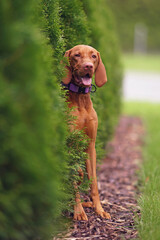 Adorable young Hungarian Vizsla dog with a purple collar posing outdoors sitting on mulch near green Thuja "Smaragd" trees in summer