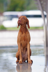 Obedient young Hungarian Vizsla dog posing outdoors sitting on a wet stone floor near a fountain in summer
