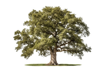 American elm tree PNG with green leaves and brown trunk isolated on transparent Background