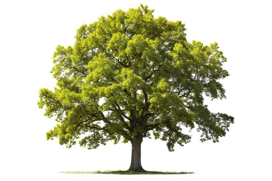 American elm tree PNG with green leaves and brown trunk isolated on transparent Background - high quality image of a deciduous tree with green leaves and brown bark