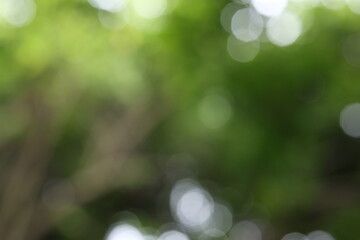 Obraz premium Green leaves green bokeh on nature abstract blur background. Beautiful green leaves on blurred background. Copy space for text. 
