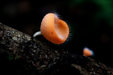 Champagne mushroom in branch decayed timber wet with rain and blurred black background.  Orange mushroom or Cookeina tricholoma is a fungi that are decomposers in the ecosystem.
