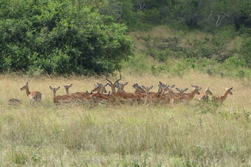 Naklejka na ściany i meble Standing Together in the Savannah: Antelope Herd