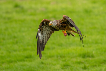 Red Kite