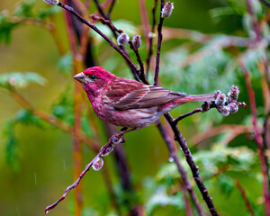 Purple Finch Photo and Image. Male close-up side view, perched on a spring bud branch displaying red colour plumage with a forest background in its environment.