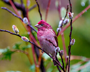 Purple Finch Photo and Image.  Male close-up front view, perched on a spring bud branch displaying red colour plumage with a forest background in its environment