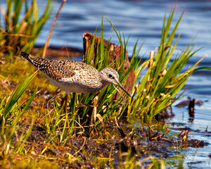 Common Sandpiper Photo and Image.  Sandpiper close-up side view foraging for food in a marsh environment and habitat with a blue water background.