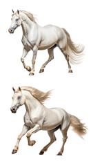 Arabian Horse, transparent background, isolated image, generative AI
