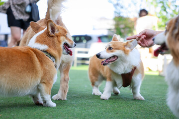 Happy dogs Welsh Corgi Pembroke with friends play and do exercise together in the pet park with...