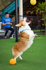 Happy dogs Welsh Corgi Pembroke with friends play and do exercise together in the pet park with artificial grass.