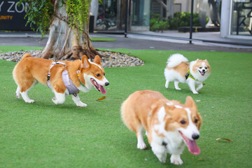 Happy dogs Welsh Corgi Pembroke with friends play and do exercise together in the pet park with artificial grass.