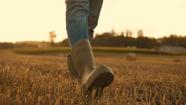 Rubber boots outdoors in field close up. Working man agronomist walk on straw of harvested wheat. Agriculture worker walk in rubber boots at sunset