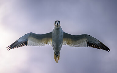 Northern gannet directly above