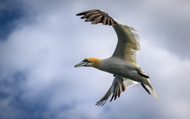 Northern gannet in flight