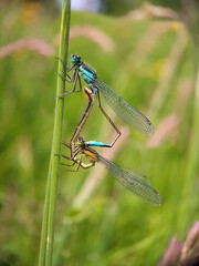 dragonfly on a leaf