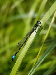 dragonfly on a leaf