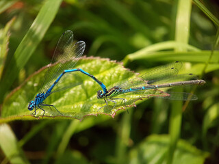 dragonfly on a leaf