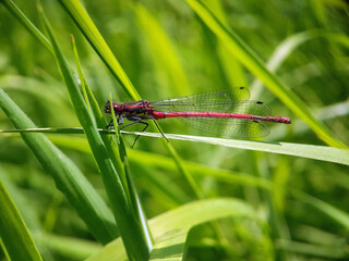 dragonfly on a leaf