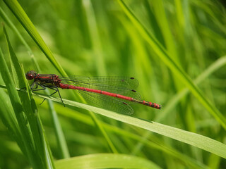 dragonfly on a leaf