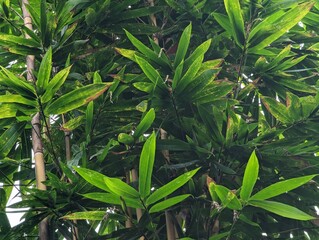 Bamboo tree leaves