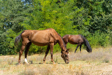 Elegant brown horse feeding in wild nature in grass