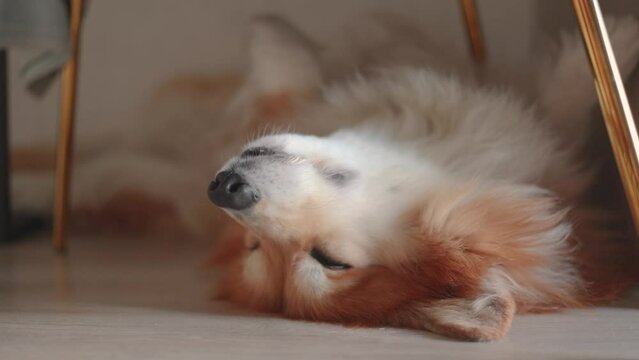 funny Corgi fluffy dog sleeping on his back