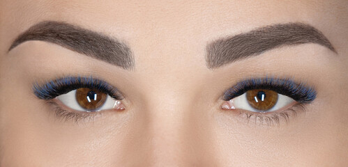 Naklejka premium Macro shot of female brown eyeS with 2d 3d 4d volume long false lashes. Young woman with perfect eyes and beautiful black and blue colored eyelash extensions. Closeup beauty photo of lash extension