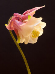 Columbine, side view