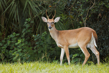 A male white-tailed deer (Odocoileus virginianus), or buck, in Myakka River State Park in southwest Florida