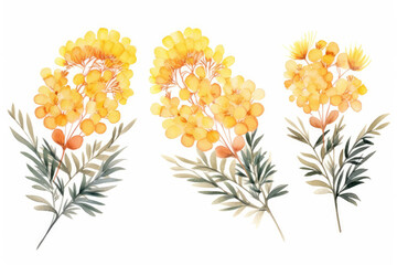 Watercolor image of a set of mimosa flowers on a white background