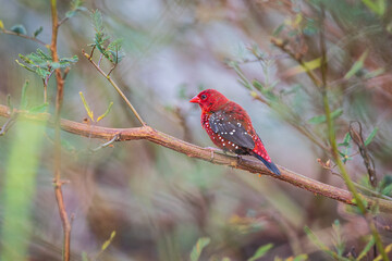 Red-Avadavat(Amandava amandava), beautiful bird on  the tree branch.